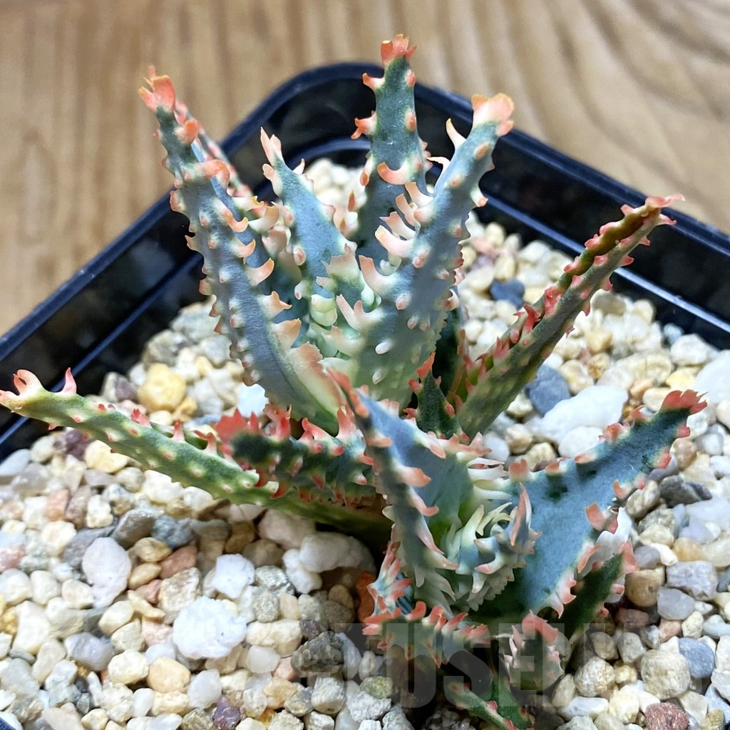SH10074 Aloe TCT hybrid