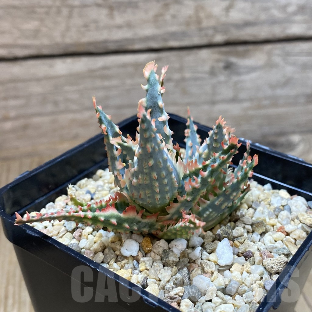 SH10074 Aloe TCT hybrid - Image 2