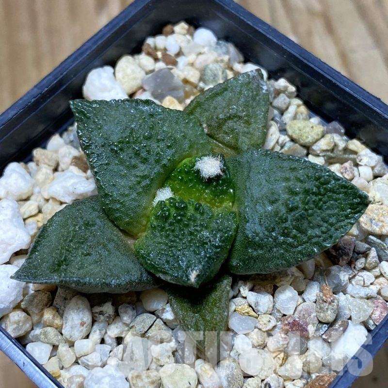 SH10077 Ariocarpus fissuratus ‘Godzilla’ hybrid, seedling