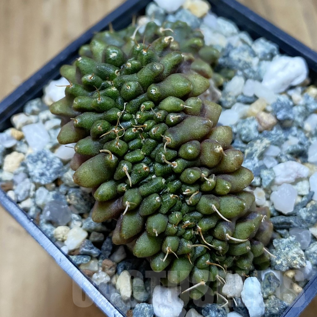 SH10234 Gymnocalycium mihanovichii ‘Transformer’ f. cristata