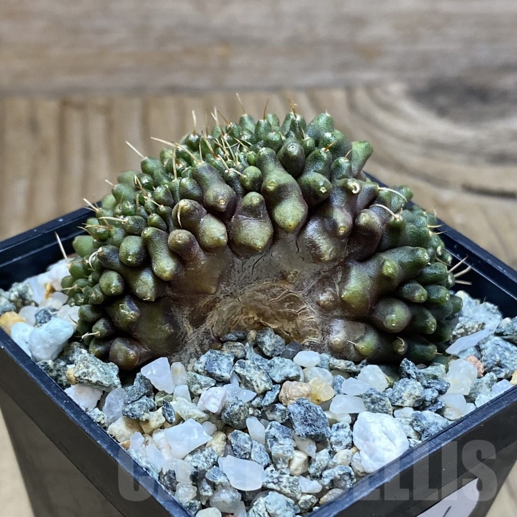 SH10234 Gymnocalycium mihanovichii ‘Transformer’ f. cristata - Imagen 2