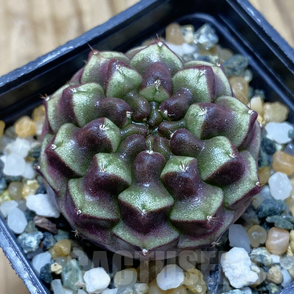 SH10235 Gymnocalycium mihanovichii ‘Day Dream’, seedling