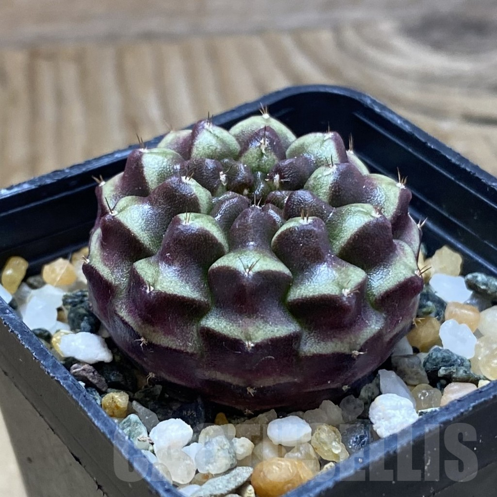 SH10235 Gymnocalycium mihanovichii ‘Day Dream’, seedling - Imagen 2
