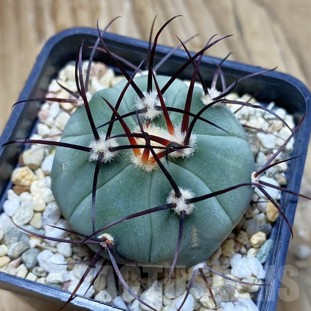 SH10236 Gymnocalycium cabreraense VOS 2122