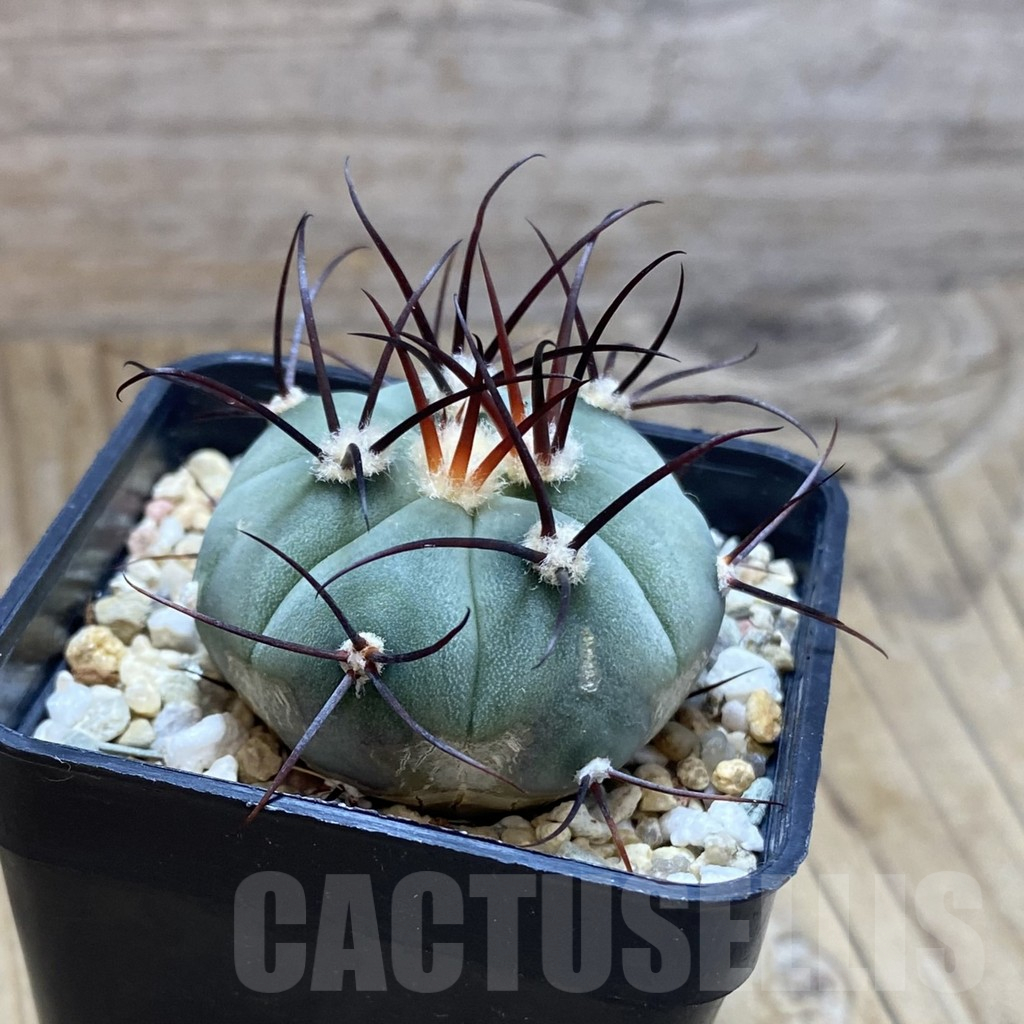 SH10236 Gymnocalycium cabreraense VOS 2122 - Imagen 2