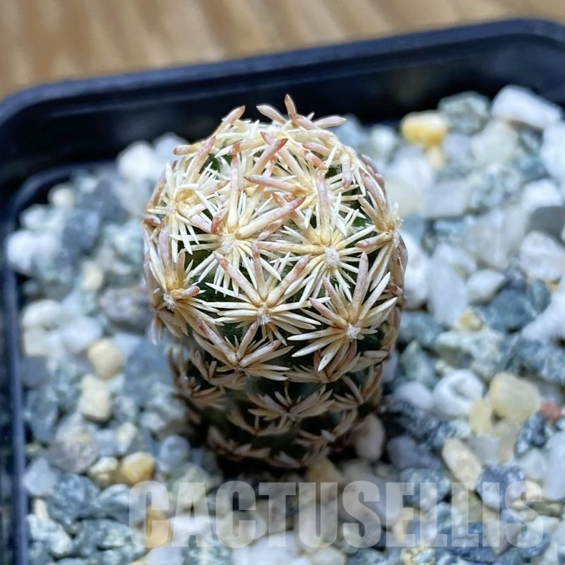 SH10204 Escobaria nellieae v. minima