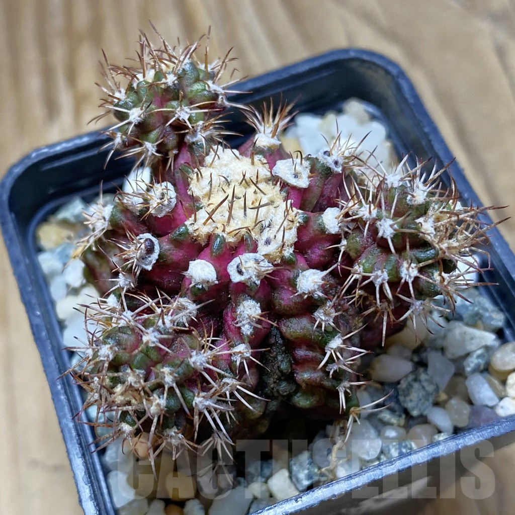 SH10237 Gymnocalycium mihanovichii 'T-Rex', seedling