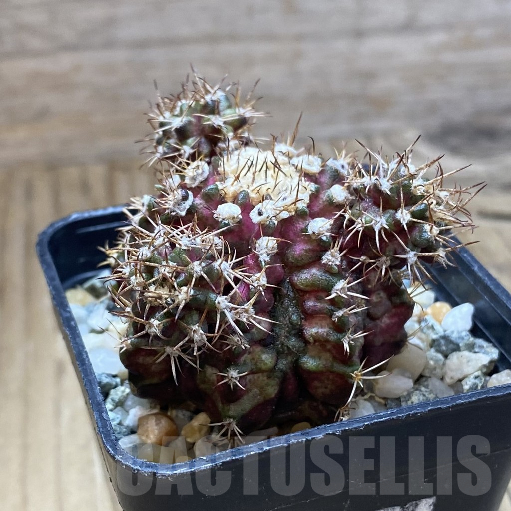 SH10237 Gymnocalycium mihanovichii 'T-Rex', seedling - 画像 (2)