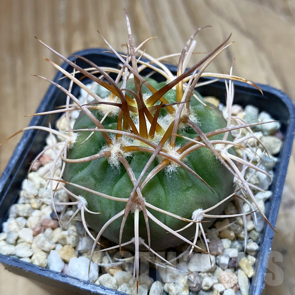 SH10238 Gymnocalycium mazanense v. polycephalum P 223