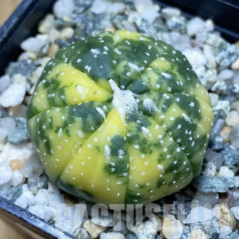 SH10240 Astrophytum asterias f. variegata