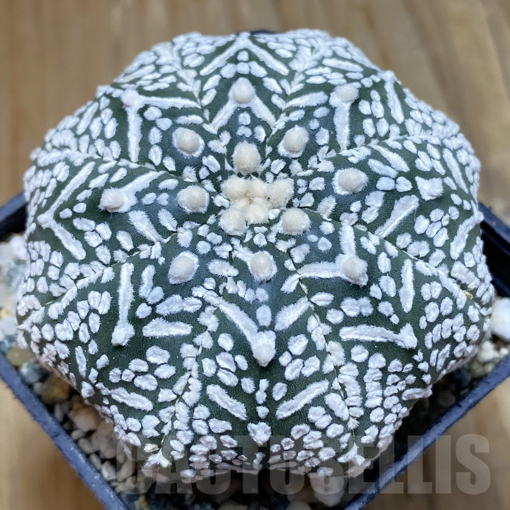 SH10242 Astrophytum asterias ‘Super Kabuto’ V-Type ‘Star Shape’
