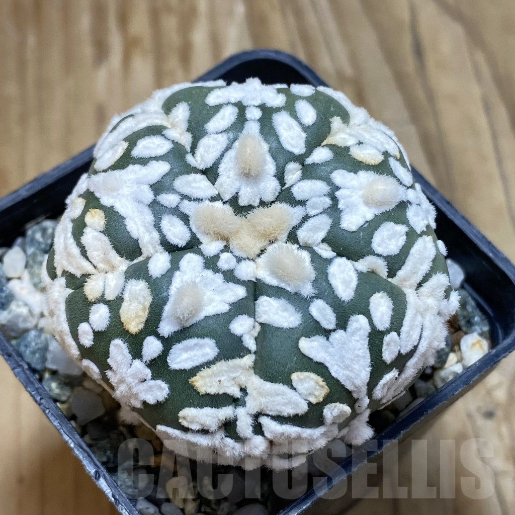 SH10244 Astrophytum asterias ‘Super Kabuto’ V-Type, 5-ribs