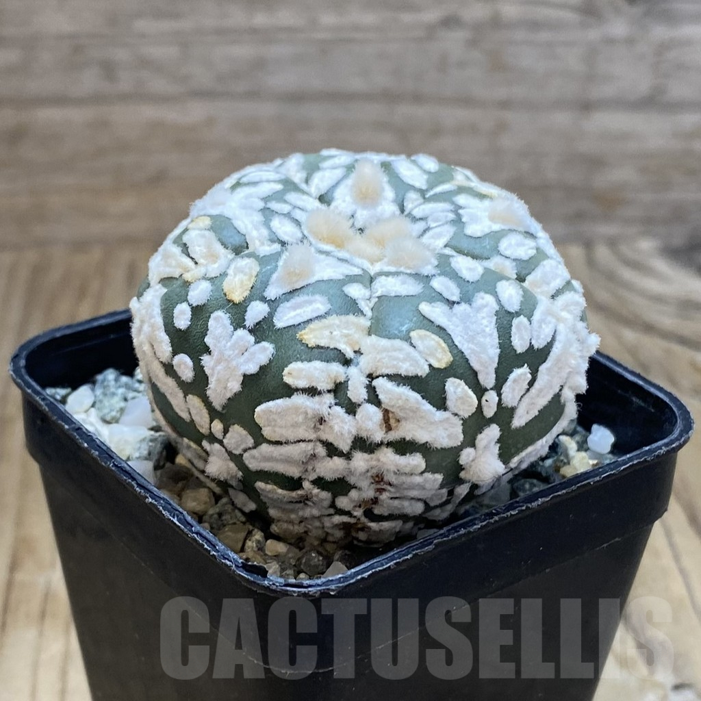 SH10244 Astrophytum asterias ‘Super Kabuto’ V-Type, 5-ribs - Imagen 2