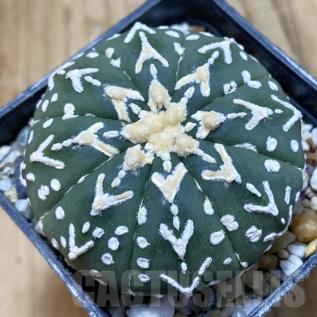 SH10245 Astrophytum asterias 'Super Kabuto' V-type f. nudum