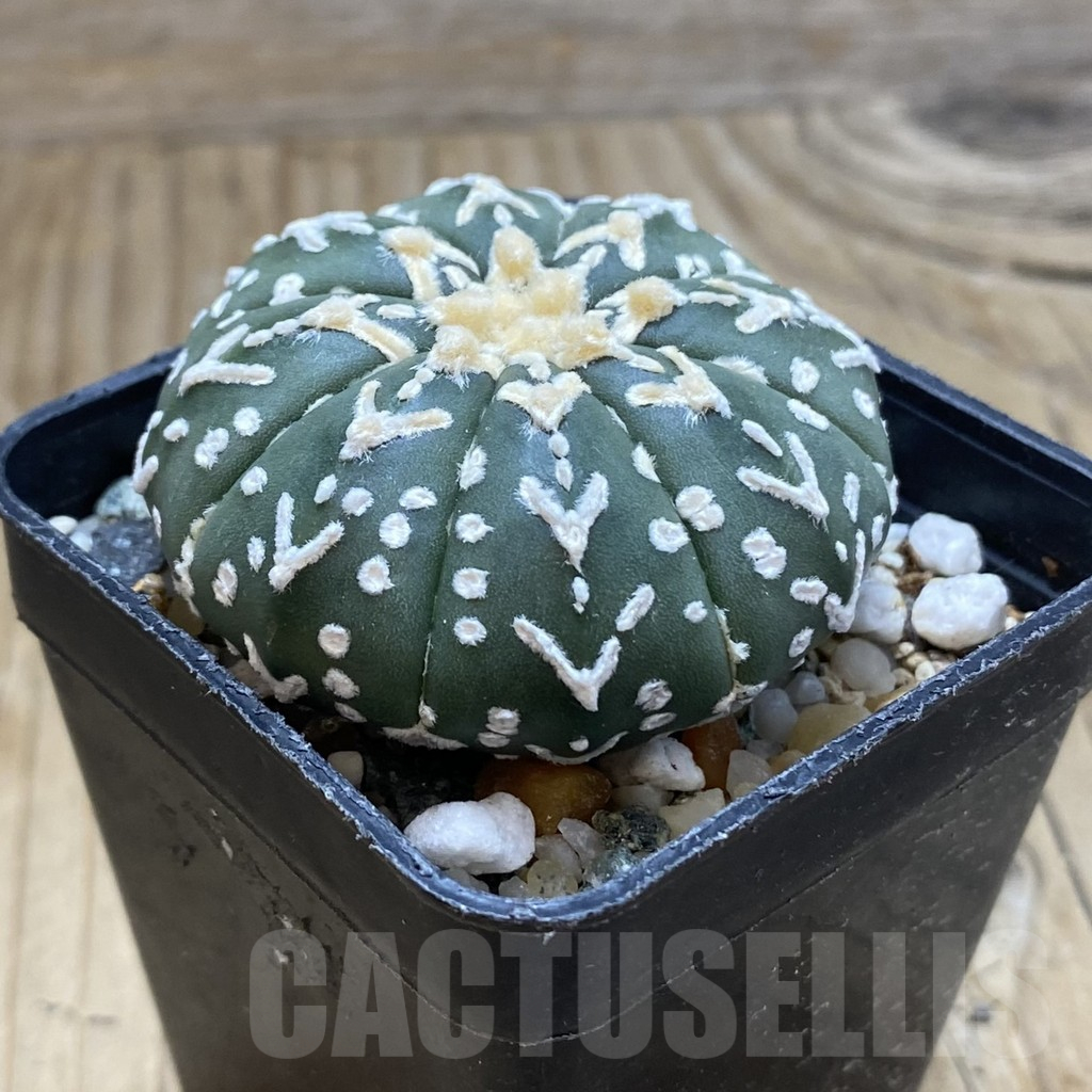 SH10245 Astrophytum asterias 'Super Kabuto' V-type f. nudum - Зображення 2