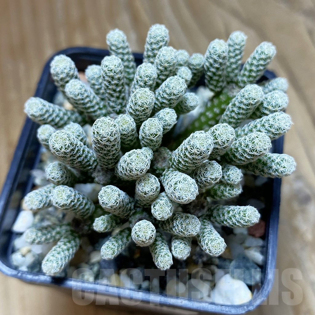 SH10205 Turbinicarpus krainzianus v. minimus