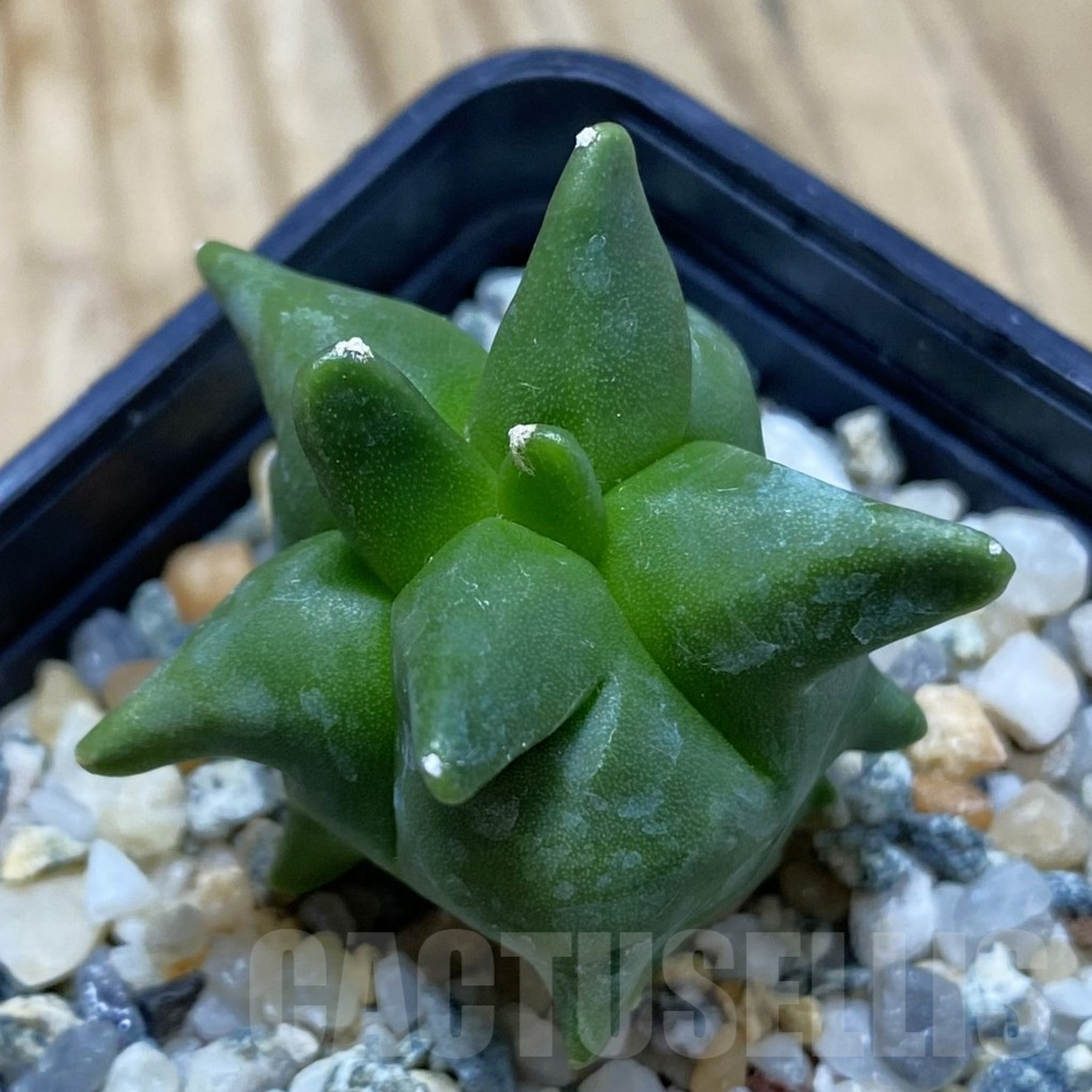 SH10247 Astrophytum myriostigma ‘Kikko’