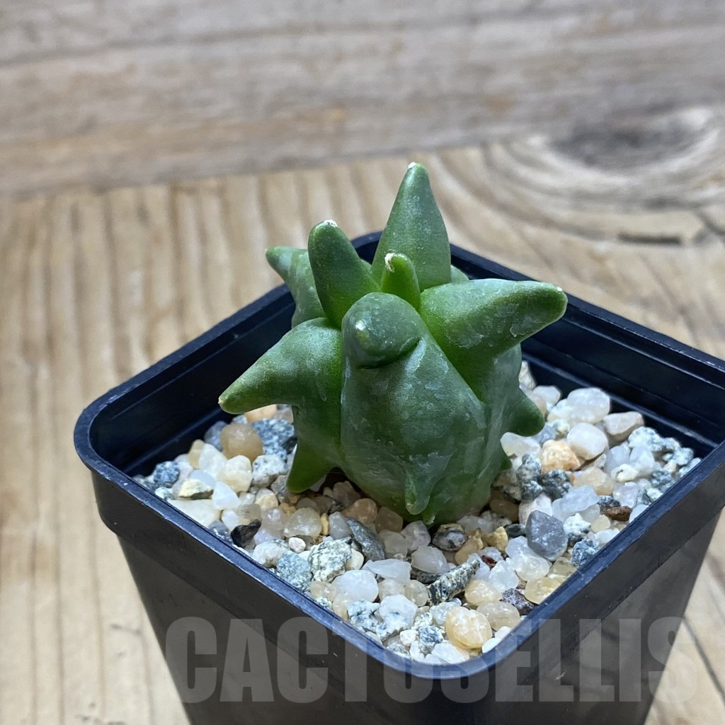 SH10247 Astrophytum myriostigma ‘Kikko’ - 画像 (2)