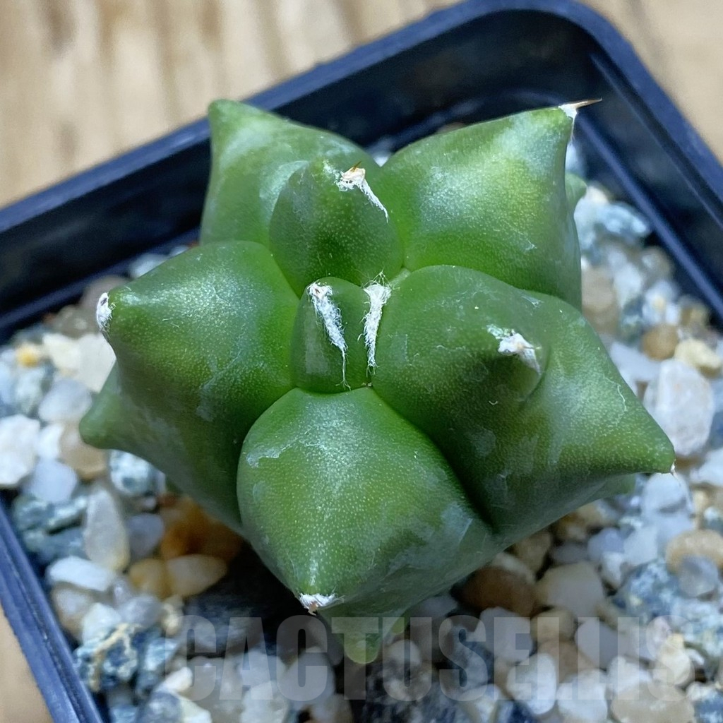 SH10248 Astrophytum myriostigma ‘Kikko’