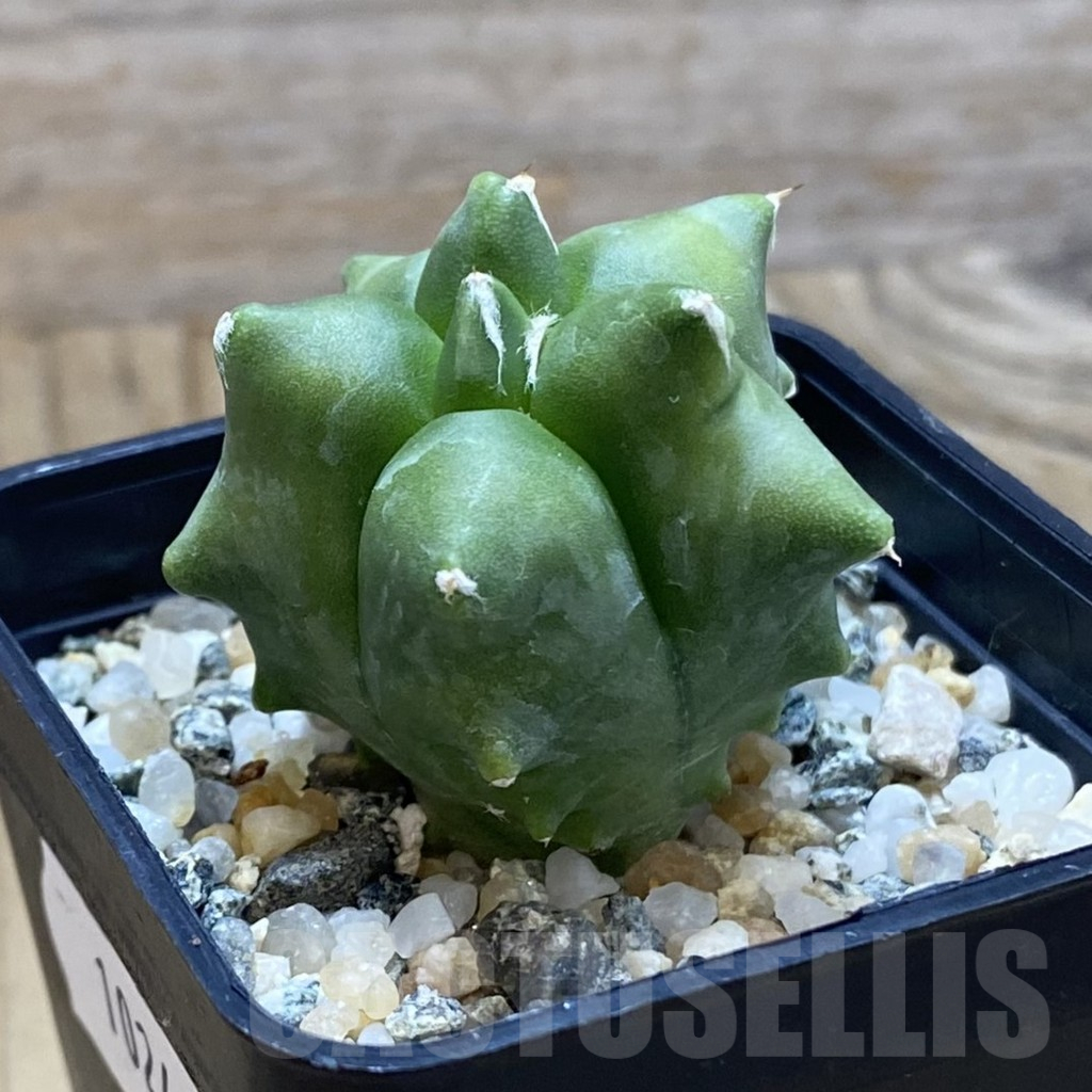 SH10248 Astrophytum myriostigma ‘Kikko’ - 画像 (2)
