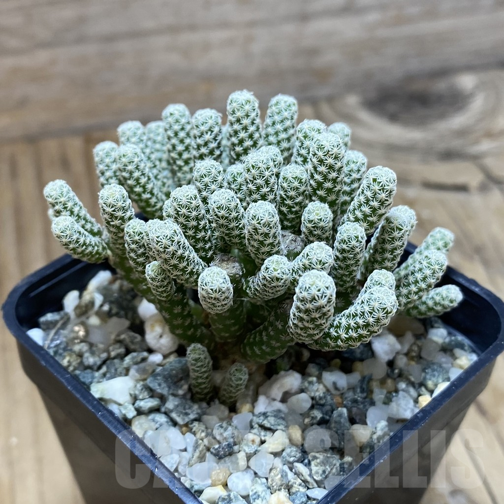 SH10205 Turbinicarpus krainzianus v. minimus - immagine 2