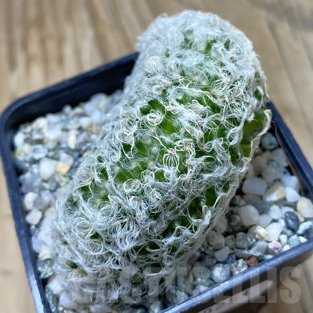 SH10251 Mammillaria albicoma f. cristata