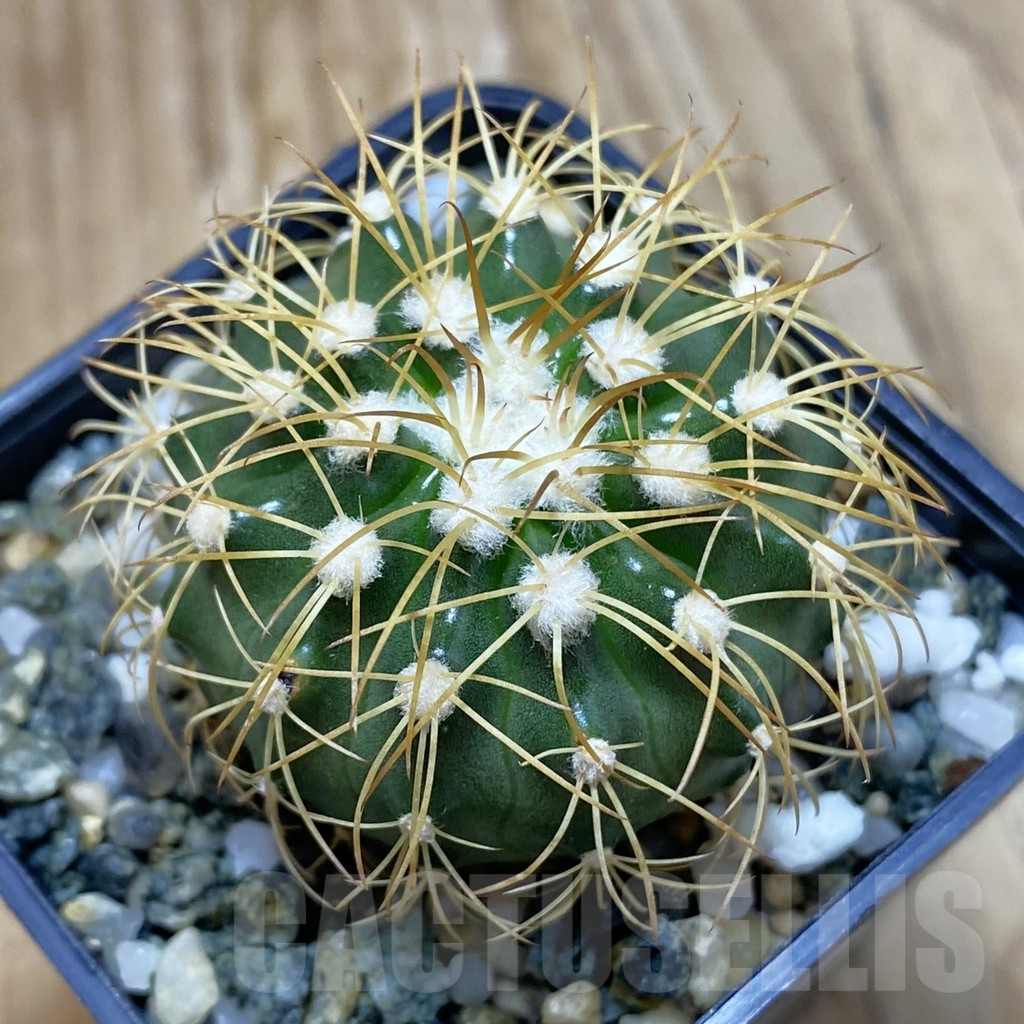 SH10252 Discocactus bahiensis