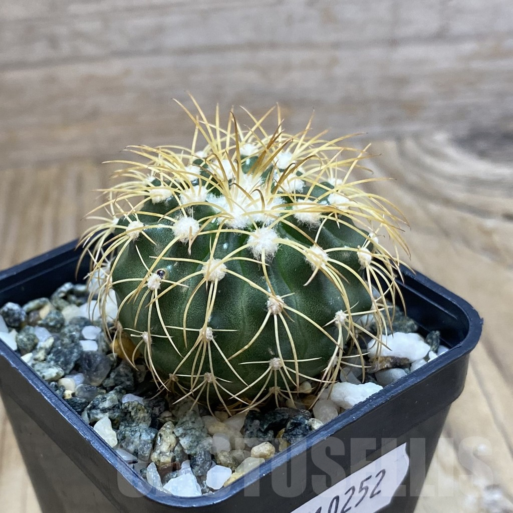 SH10252 Discocactus bahiensis - Image 2