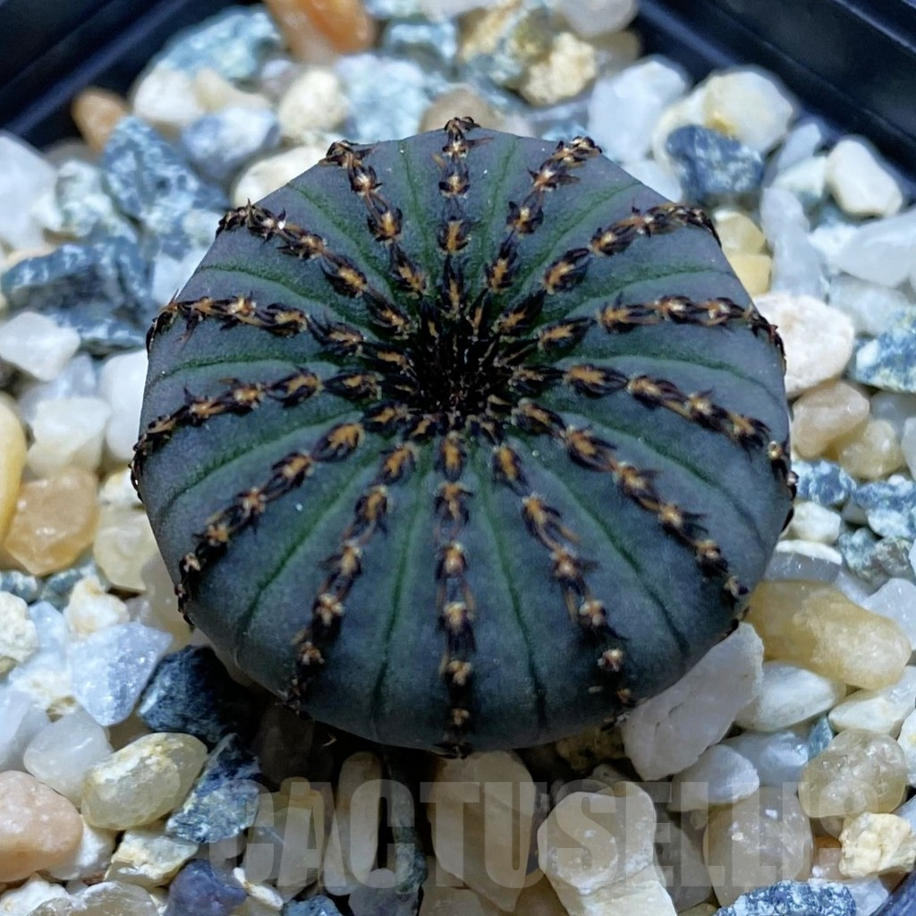 SH10253 Frailea asterioides