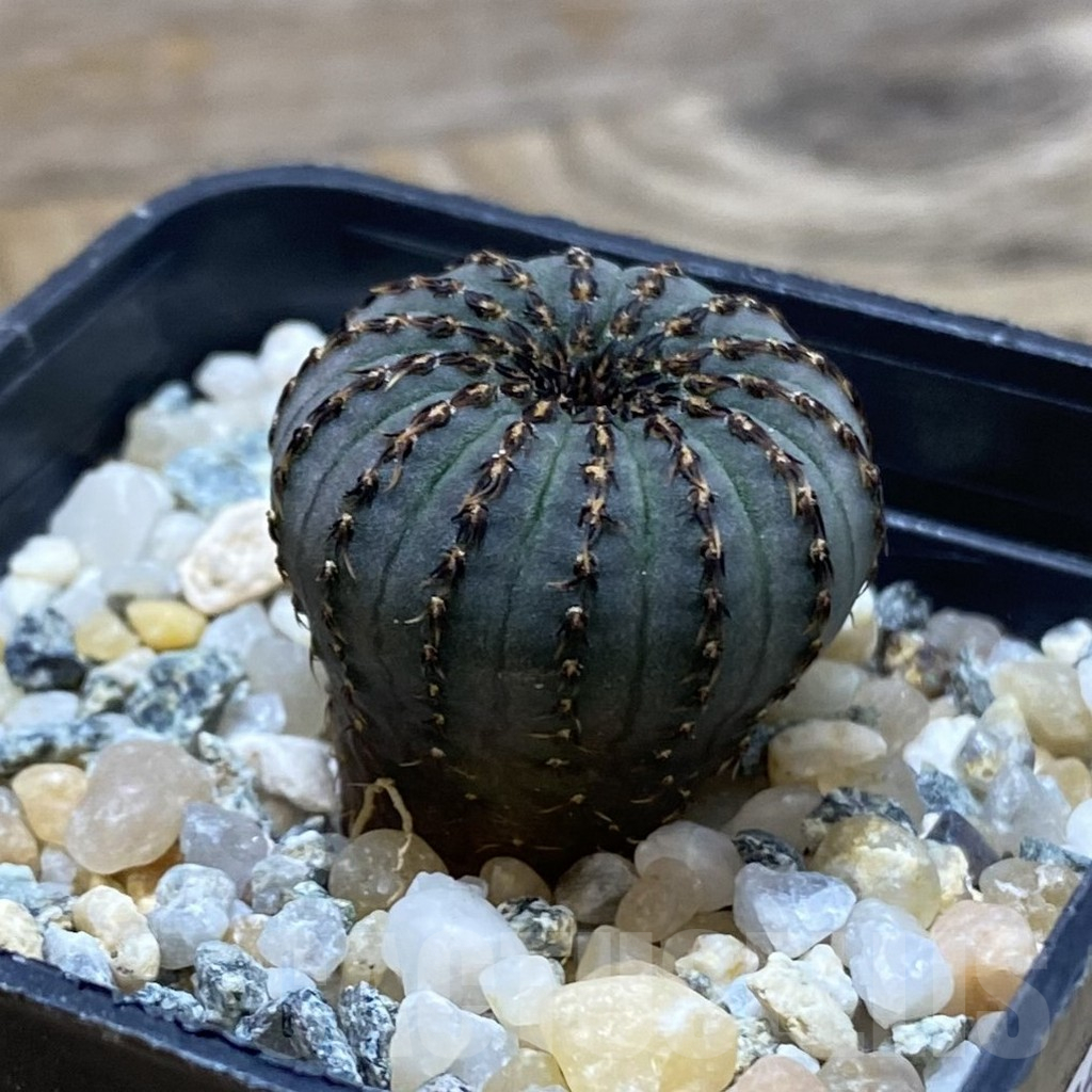 SH10253 Frailea asterioides - Image 2