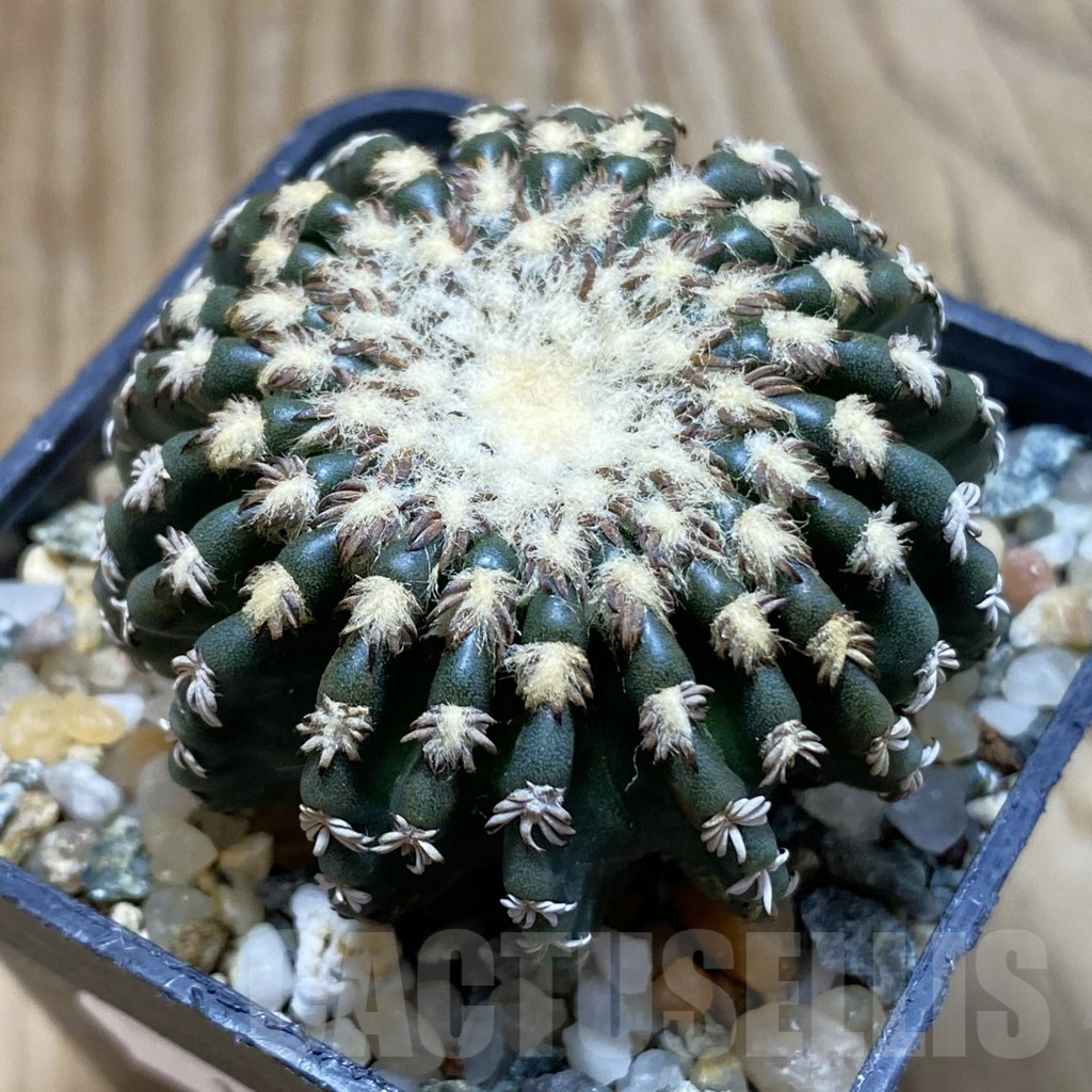 SH10255 Discocactus horstii
