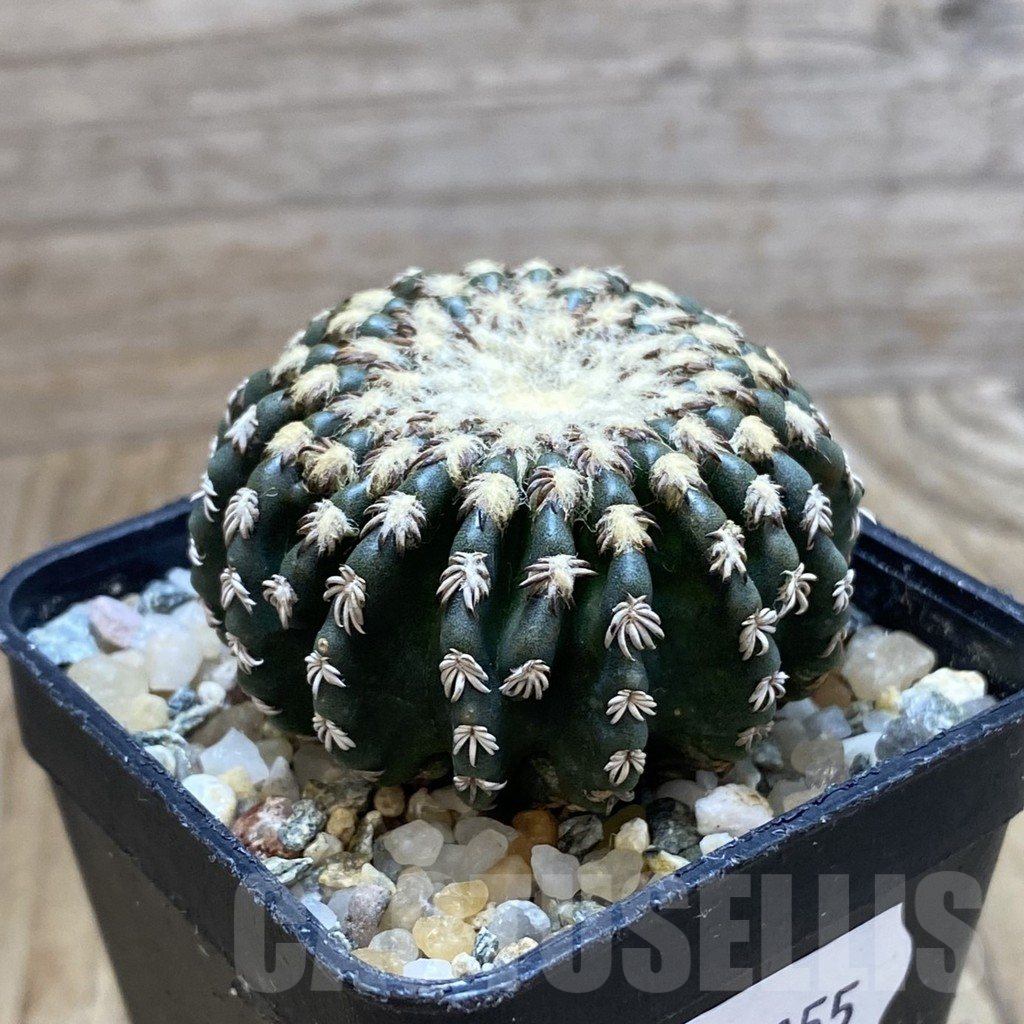 SH10255 Discocactus horstii - immagine 2