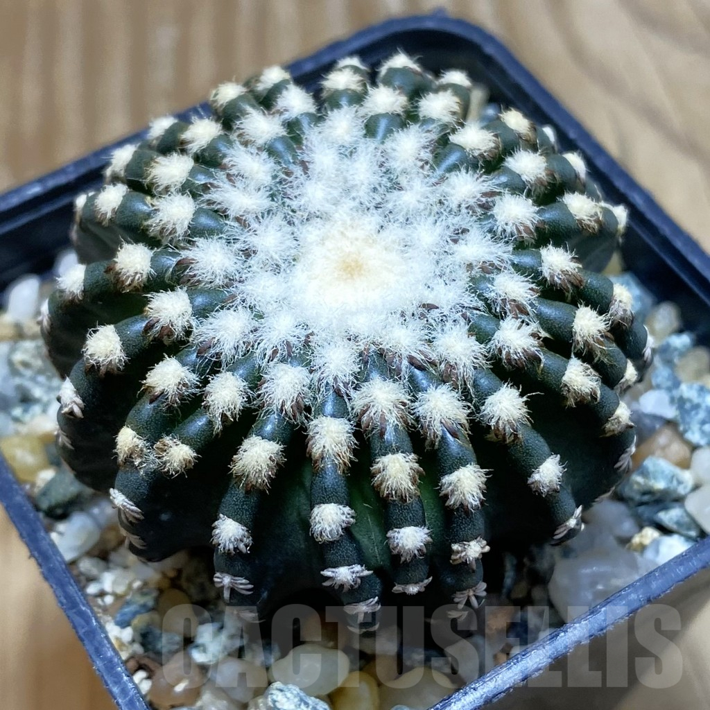 SH10256 Discocactus horstii