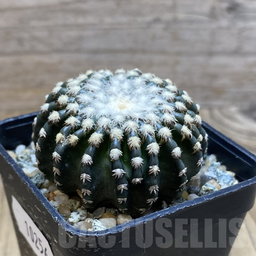 SH10256 Discocactus horstii - immagine 2