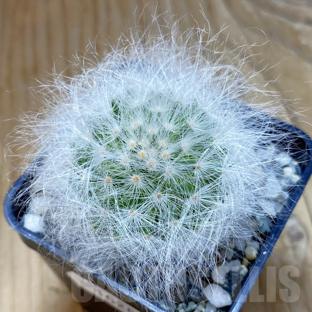 SH10206 Mammillaria guelzowiana LAU 640