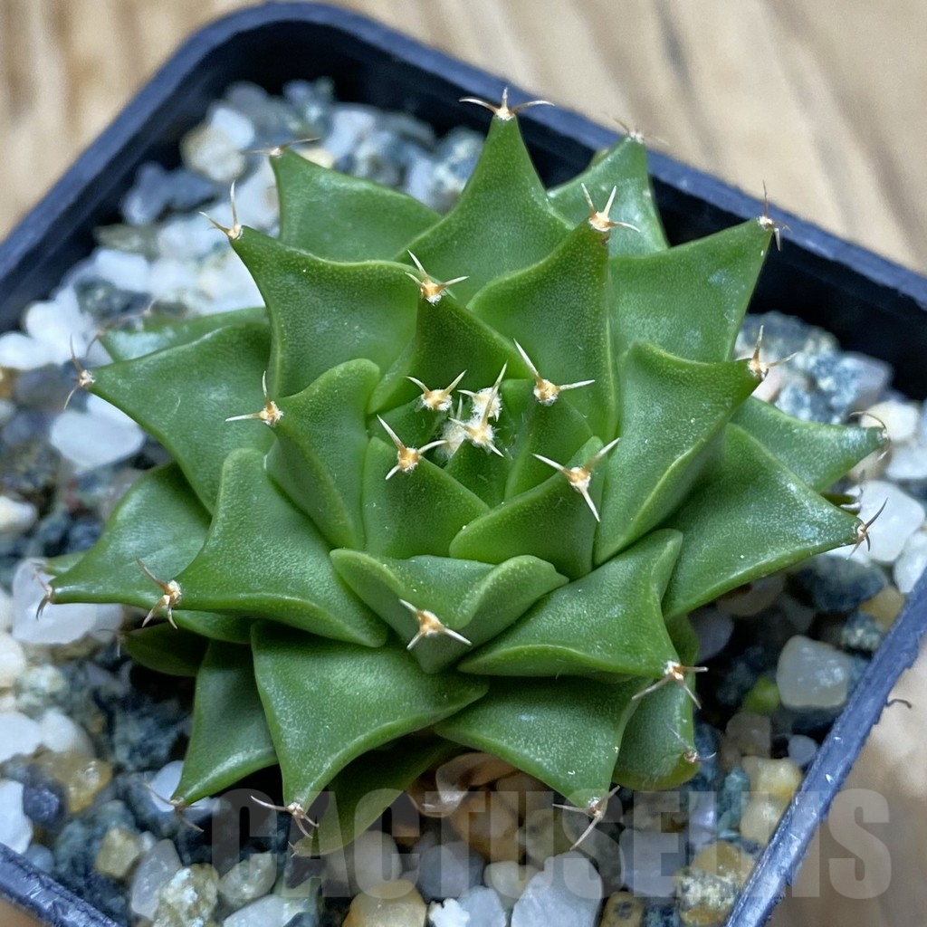 SH10157 Obregonia denigrii