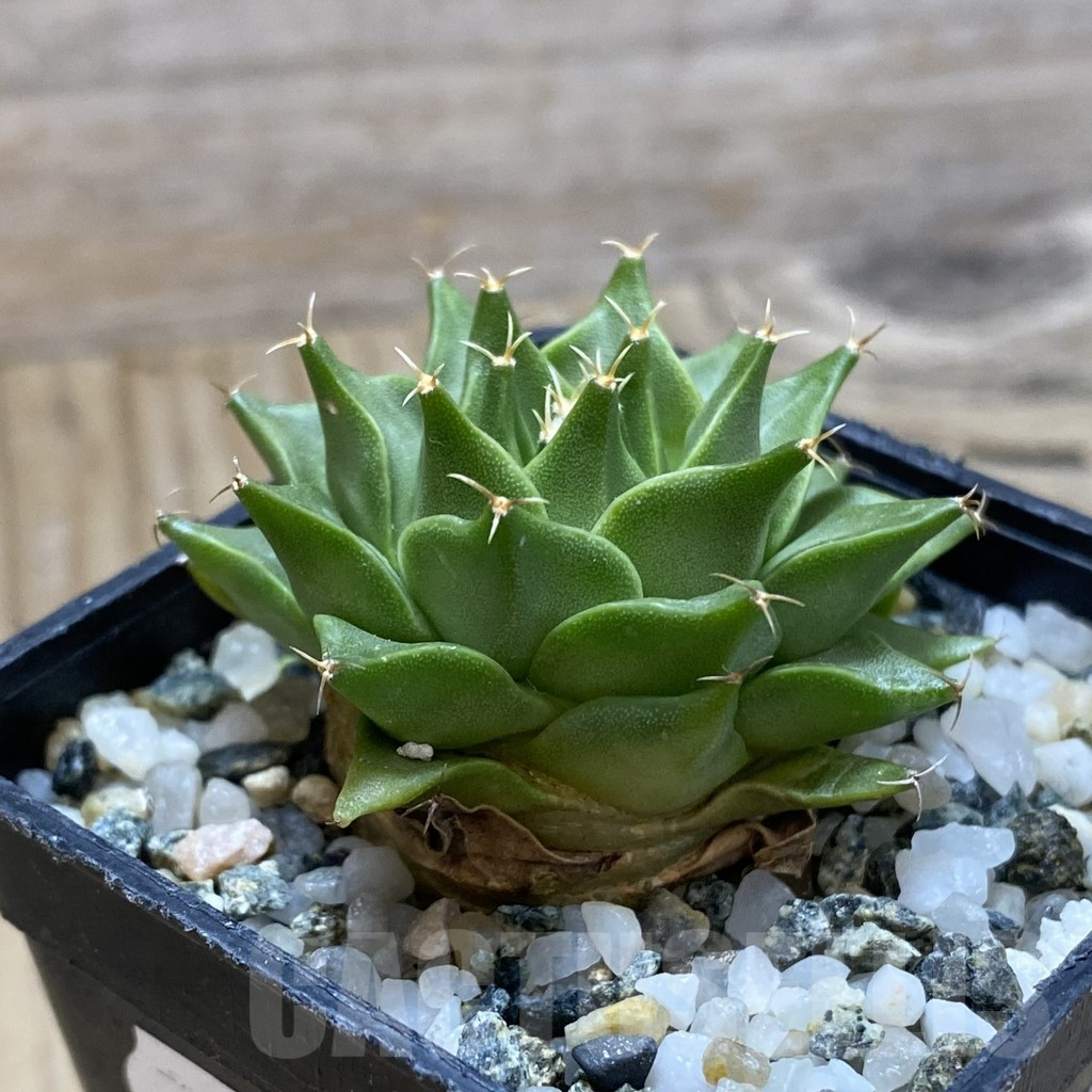 SH10157 Obregonia denigrii - Image 2