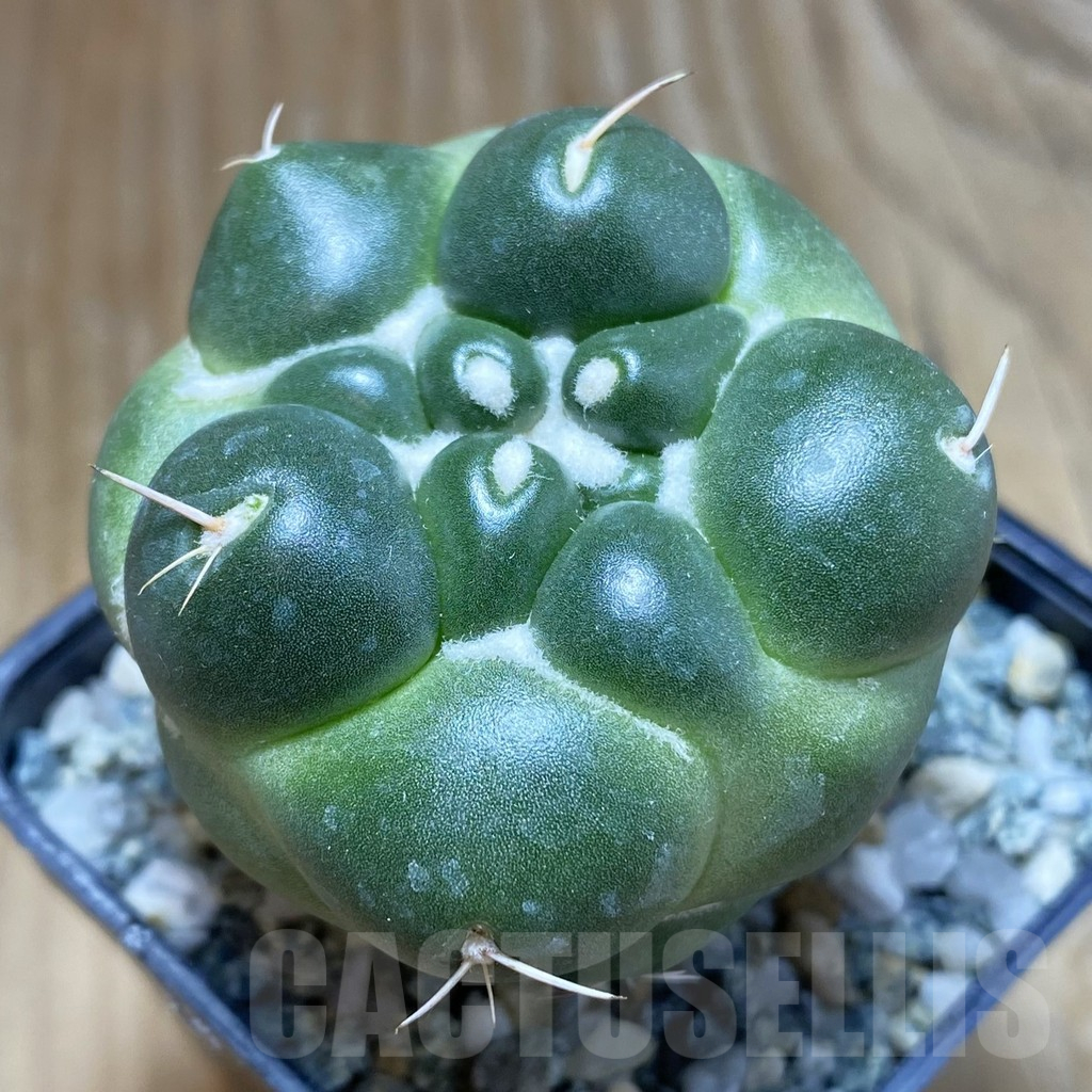 SH10201 Coryphantha elephantidens ‘inermis’