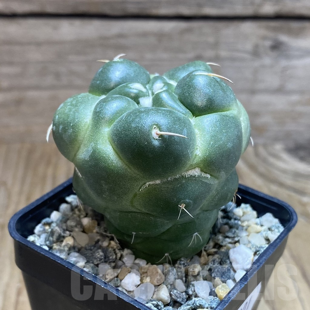 SH10201 Coryphantha elephantidens ‘inermis’ - Image 2