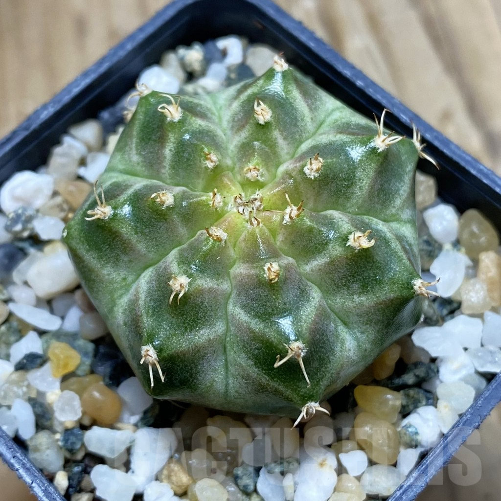 SH10212 Gymnocalycium mihanovichii 'Neon Brown', seedling