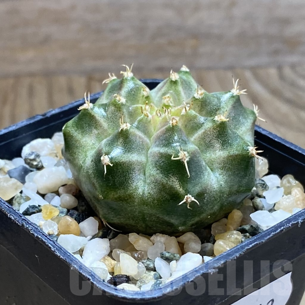 SH10212 Gymnocalycium mihanovichii 'Neon Brown', seedling – Image 2