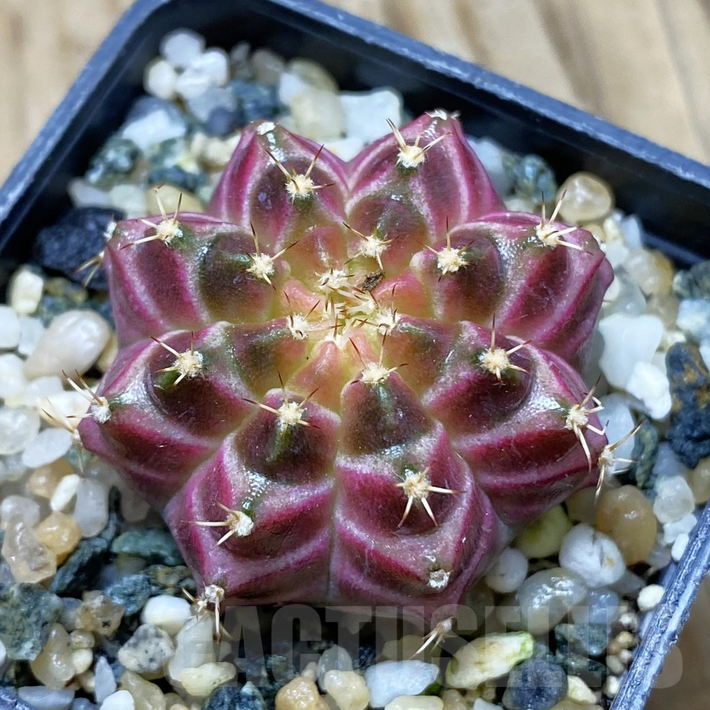 SH10213 Gymnocalycium mihanovichii 'Neon Pink', seedling