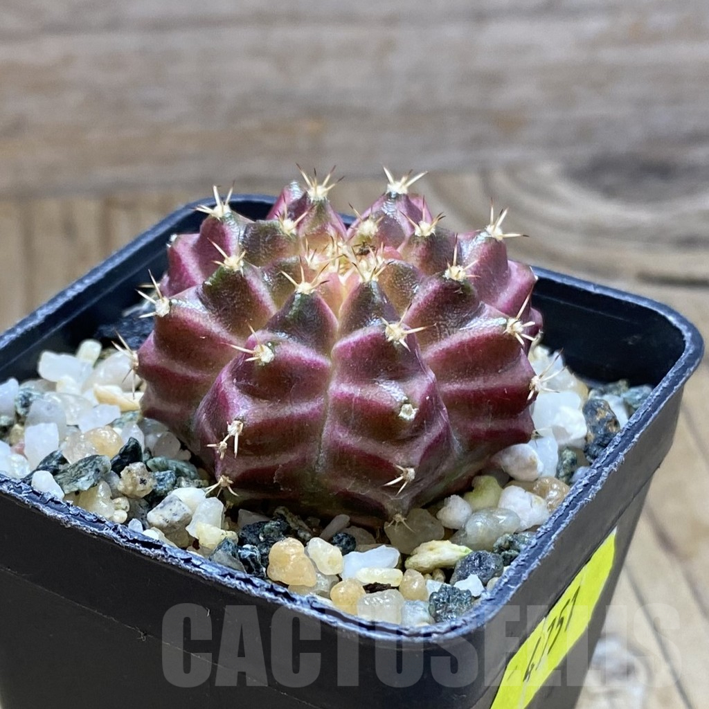 SH10213 Gymnocalycium mihanovichii 'Neon Pink', seedling - Зображення 2