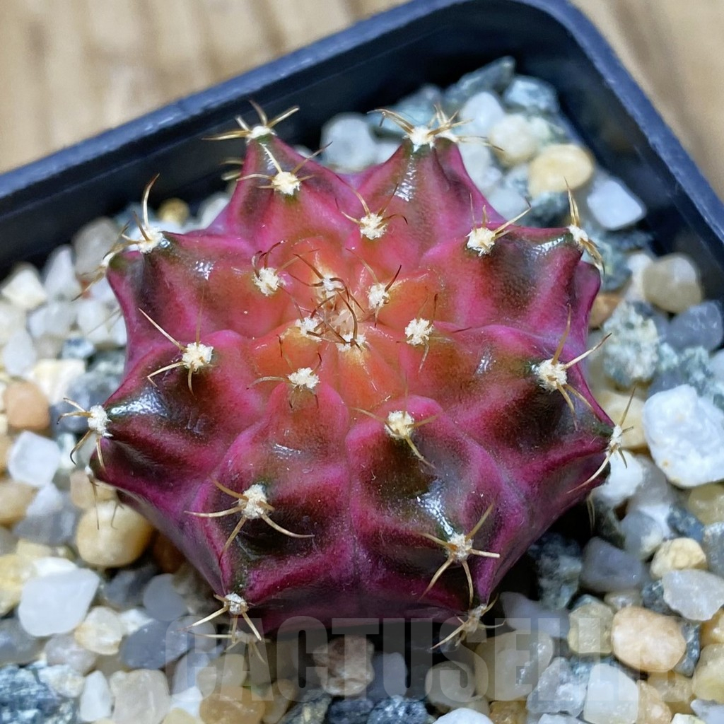 SH10214 Gymnocalycium mihanovichii ‘Neon Pink’, seedling