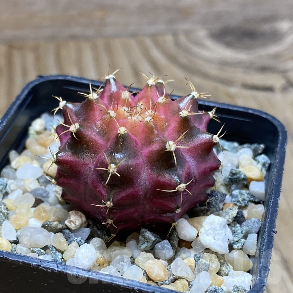 SH10214 Gymnocalycium mihanovichii ‘Neon Pink’, seedling - Imagen 2