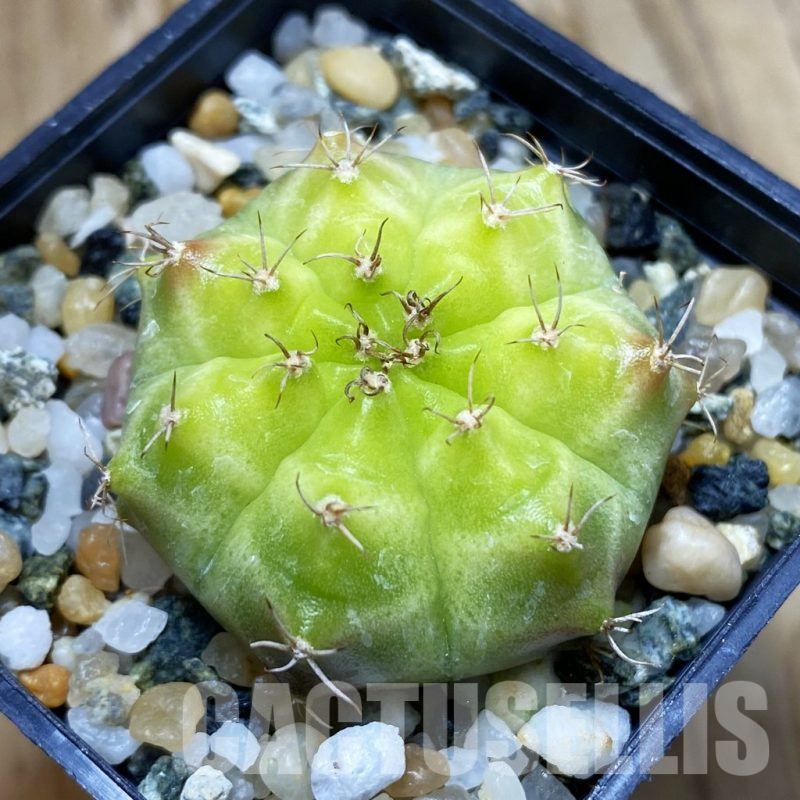SH10215 Gymnocalycium mihanovichii 'Neon Green', seedling