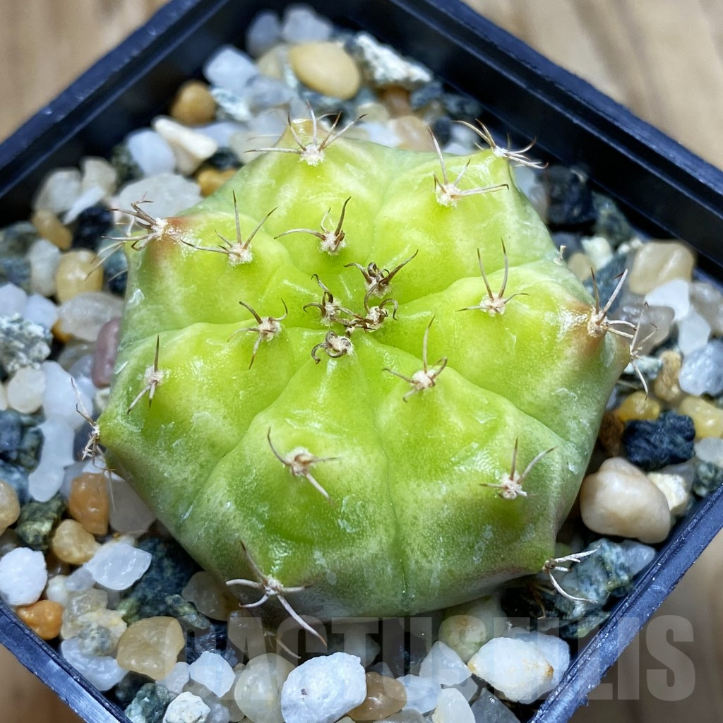 SH10215 Gymnocalycium mihanovichii 'Neon Green', seedling