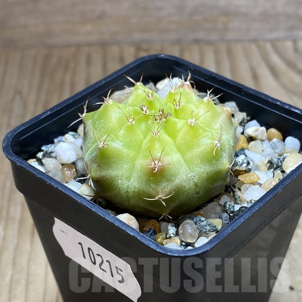 SH10215 Gymnocalycium mihanovichii 'Neon Green', seedling - Image 2