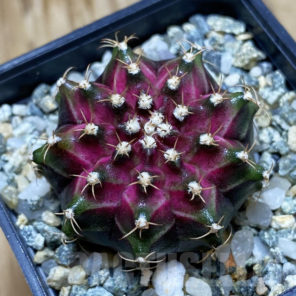 SH10216 Gymnocalycium mihanovichii 'T-Lux', seedling