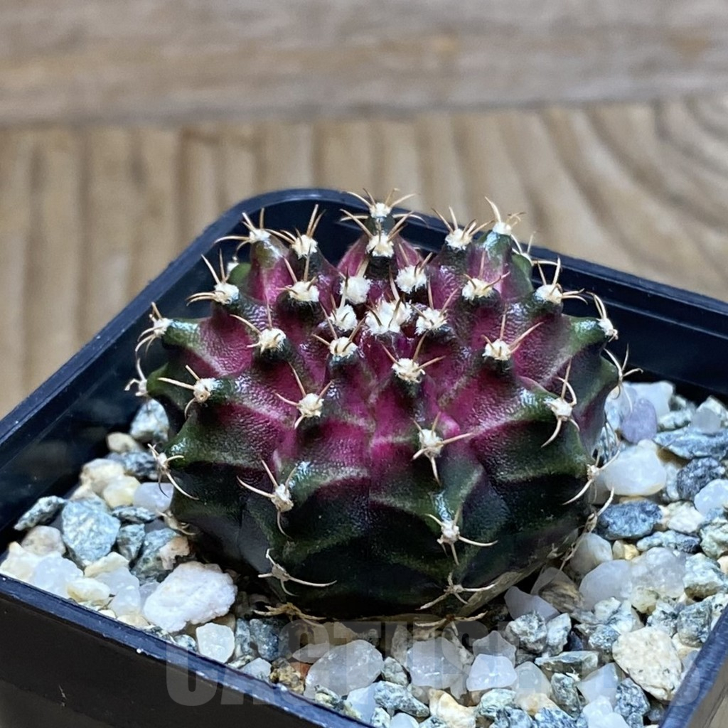 SH10216 Gymnocalycium mihanovichii 'T-Lux', seedling - Image 2